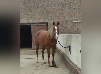 American Quarter Horse, Wallach, 5 Jahre, 160 cm, Fuchs