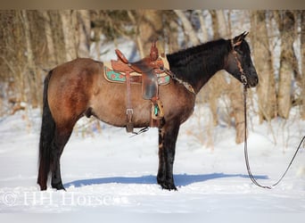American Quarter Horse, Wallach, 5 Jahre, 160 cm, Grullo