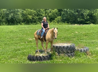 American Quarter Horse, Wallach, 5 Jahre, 160 cm, Palomino