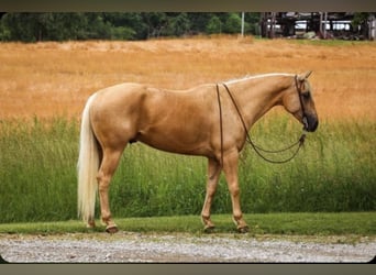 American Quarter Horse, Wallach, 5 Jahre, 160 cm, Palomino