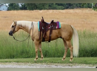American Quarter Horse, Wallach, 5 Jahre, 160 cm, Palomino