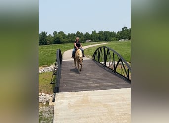American Quarter Horse, Wallach, 5 Jahre, 160 cm, Palomino