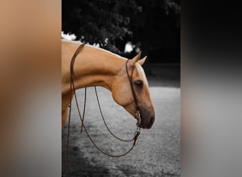 American Quarter Horse, Wallach, 5 Jahre, 160 cm, Palomino