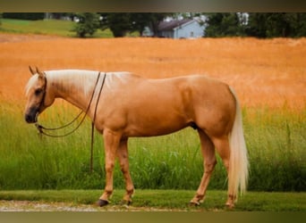 American Quarter Horse, Wallach, 5 Jahre, 160 cm, Palomino