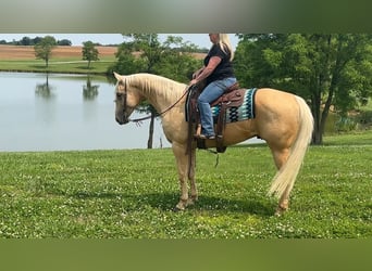 American Quarter Horse, Wallach, 5 Jahre, 160 cm, Palomino