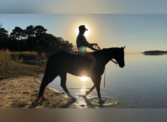 American Quarter Horse, Wallach, 5 Jahre, 160 cm, Rappe