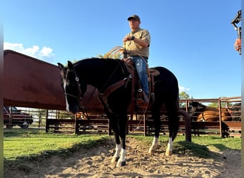 American Quarter Horse, Wallach, 5 Jahre, 160 cm, Rappe