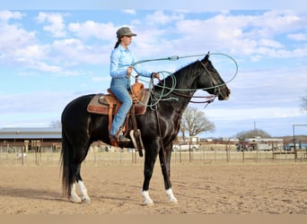 American Quarter Horse, Wallach, 5 Jahre, 160 cm, Rappe