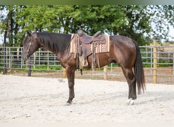 American Quarter Horse, Wallach, 5 Jahre, 160 cm, Rappe