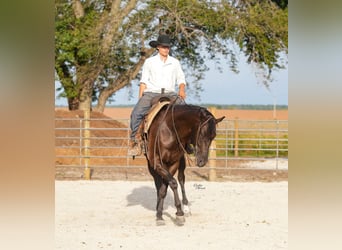 American Quarter Horse, Wallach, 5 Jahre, 160 cm, Rappe