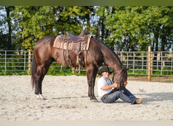 American Quarter Horse, Wallach, 5 Jahre, 160 cm, Rappe