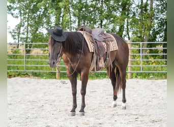 American Quarter Horse, Wallach, 5 Jahre, 160 cm, Rappe