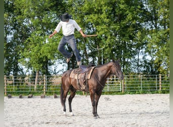American Quarter Horse, Wallach, 5 Jahre, 160 cm, Rappe