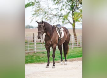American Quarter Horse, Wallach, 5 Jahre, 160 cm, Rappe