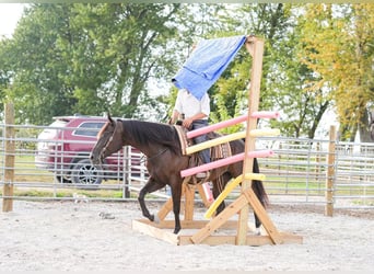 American Quarter Horse, Wallach, 5 Jahre, 160 cm, Rappe