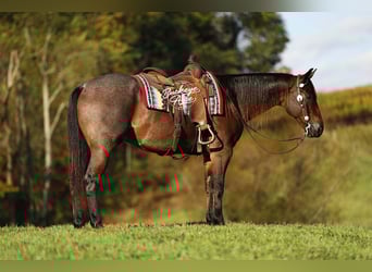 American Quarter Horse, Wallach, 5 Jahre, 160 cm, Roan-Bay