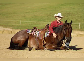 American Quarter Horse, Wallach, 5 Jahre, 160 cm, Roan-Bay