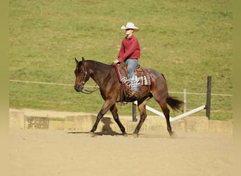 American Quarter Horse, Wallach, 5 Jahre, 160 cm, Roan-Bay