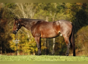 American Quarter Horse, Wallach, 5 Jahre, 160 cm, Roan-Bay