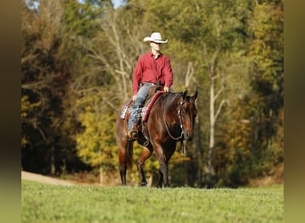 American Quarter Horse, Wallach, 5 Jahre, 160 cm, Roan-Bay