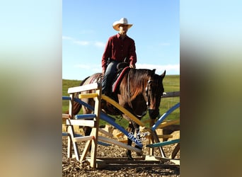 American Quarter Horse, Wallach, 5 Jahre, 160 cm, Roan-Bay