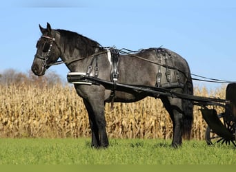 American Quarter Horse Mix, Wallach, 5 Jahre, 160 cm, Roan-Blue