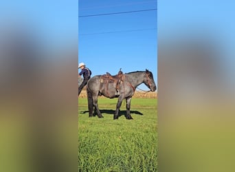 American Quarter Horse Mix, Wallach, 5 Jahre, 160 cm, Roan-Blue
