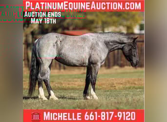 American Quarter Horse, Wallach, 5 Jahre, 160 cm, Roan-Blue