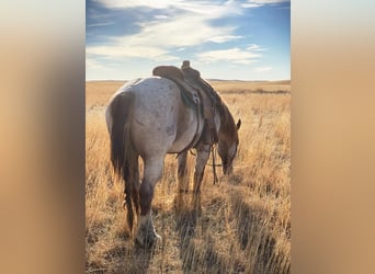 American Quarter Horse Mix, Wallach, 5 Jahre, 160 cm, Roan-Red