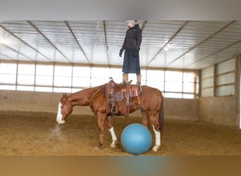 American Quarter Horse, Wallach, 5 Jahre, 160 cm, Rotfuchs