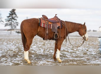 American Quarter Horse, Wallach, 5 Jahre, 160 cm, Rotfuchs