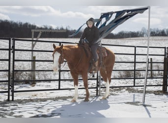 American Quarter Horse, Wallach, 5 Jahre, 160 cm, Rotfuchs