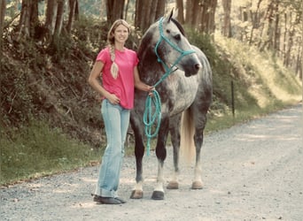 American Quarter Horse, Wallach, 5 Jahre, 160 cm, Schimmel