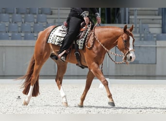 American Quarter Horse, Wallach, 5 Jahre, 162 cm, Fuchs