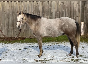 American Quarter Horse, Wallach, 5 Jahre, 162 cm, Schimmel