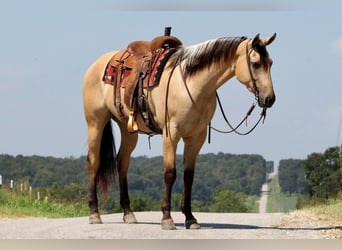 American Quarter Horse, Wallach, 5 Jahre, 163 cm, Buckskin