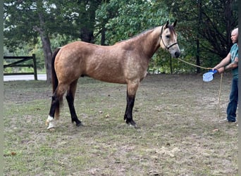 American Quarter Horse, Wallach, 5 Jahre, 163 cm, Buckskin