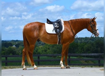 American Quarter Horse, Wallach, 5 Jahre, 163 cm, Dunkelfuchs