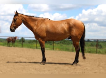 American Quarter Horse, Wallach, 5 Jahre, 163 cm, Grullo