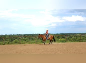 American Quarter Horse, Wallach, 5 Jahre, 163 cm, Grullo