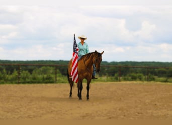 American Quarter Horse, Wallach, 5 Jahre, 163 cm, Grullo
