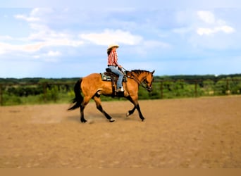American Quarter Horse, Wallach, 5 Jahre, 163 cm, Grullo