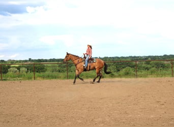 American Quarter Horse, Wallach, 5 Jahre, 163 cm, Grullo