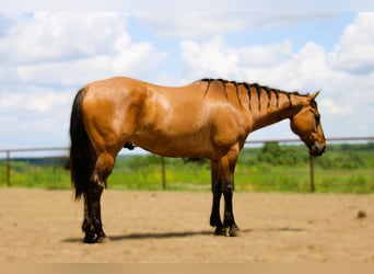 American Quarter Horse, Wallach, 5 Jahre, 163 cm, Grullo