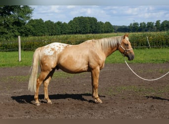 American Quarter Horse Mix, Wallach, 5 Jahre, 163 cm, Palomino