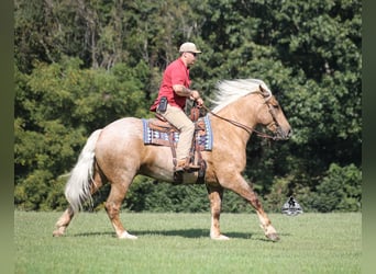 American Quarter Horse, Wallach, 5 Jahre, 163 cm, Palomino