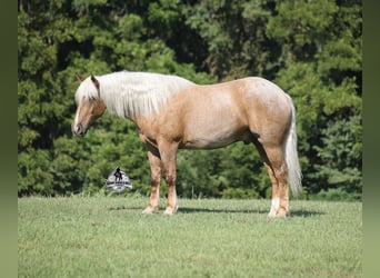 American Quarter Horse, Wallach, 5 Jahre, 163 cm, Palomino