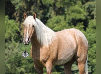 American Quarter Horse, Wallach, 5 Jahre, 163 cm, Palomino