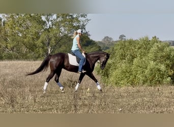 American Quarter Horse, Wallach, 5 Jahre, 163 cm, Rappe