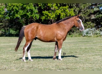 American Quarter Horse, Wallach, 5 Jahre, 163 cm, Roan-Bay